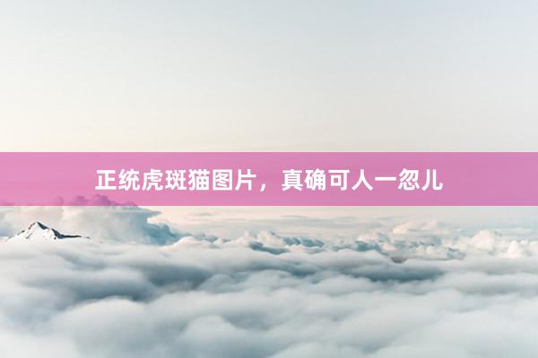 正统虎斑猫图片，真确可人一忽儿